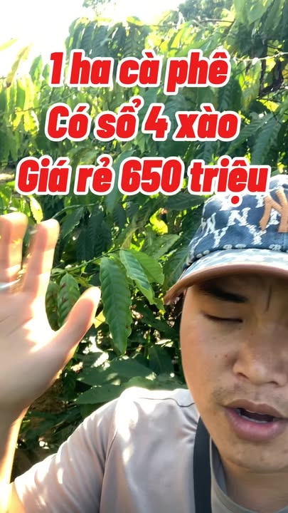 Đất nông nghiệp 1ha tại Đức Xuyên, Krông Nô - Giá chỉ 650 triệu, sổ hồng chính chủ!