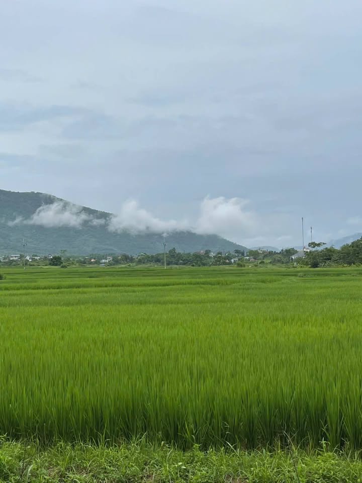 Đất nền 131m² xã Đông Xuân - Giá 1.5 tỷ - View cánh đồng tuyệt đẹp!