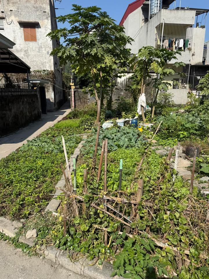 Đất nền Phường Hà Phong 60m² giá 600 triệu - Bán gấp, ô góc thoáng mát!