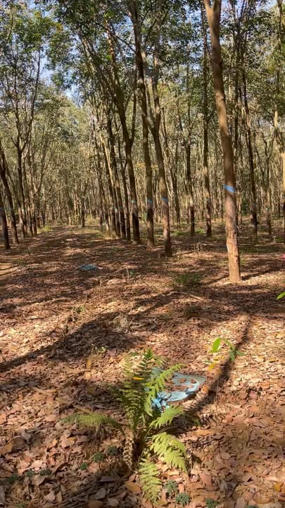 Đất Farm 1ha mặt tiền Tân Hưng, Hớn Quản giá chỉ 2.5 tỷ - Cơ hội đầu tư hấp dẫn!