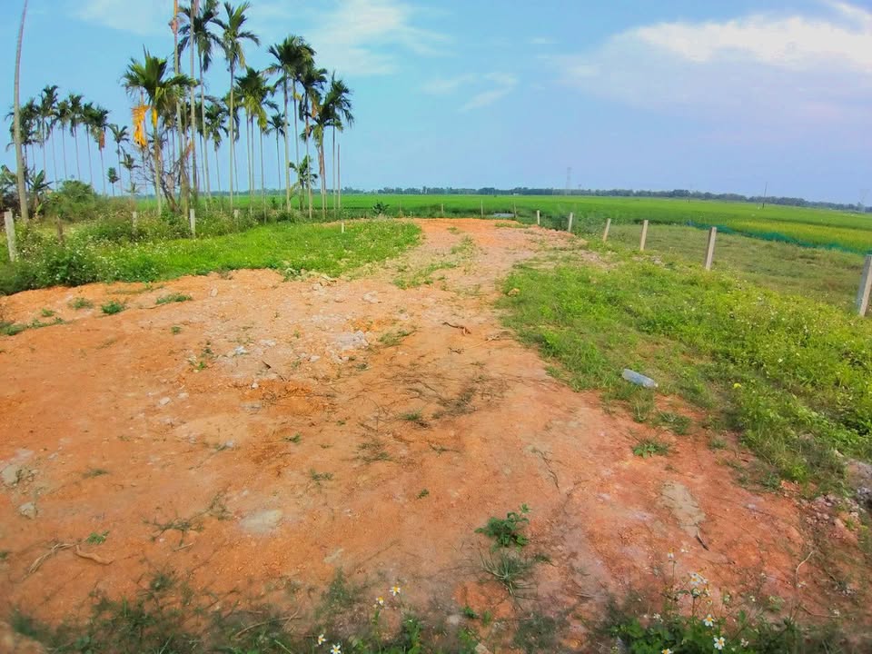 Mảnh vườn Hòa Khương, Đà Nẵng 446m² - Giá rẻ, công chứng trong ngày!