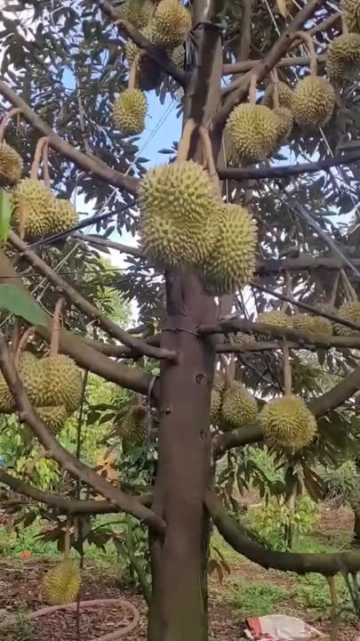 Farm Vườn Lài Quận 12 4000m² giá 300 triệu - Cơ hội đầu tư trước Tết!