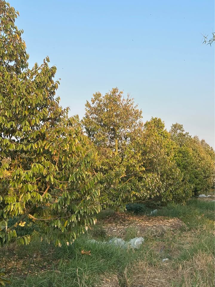 Farm sầu riêng 10 công tại Phú Thọ, Tam Nông, Đồng Tháp - Đang ra hoa, giá tốt!