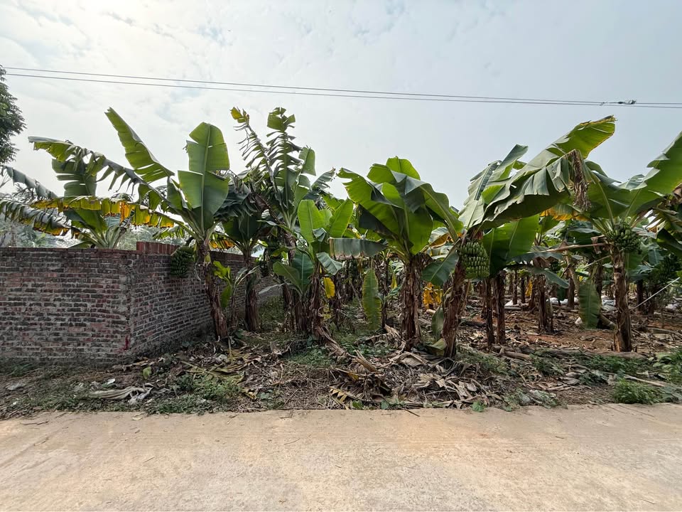 Lô Đất ĐT309 Kiên Tràng 105m² giá 8xx triệu - Cơ hội đầu tư sinh lời!