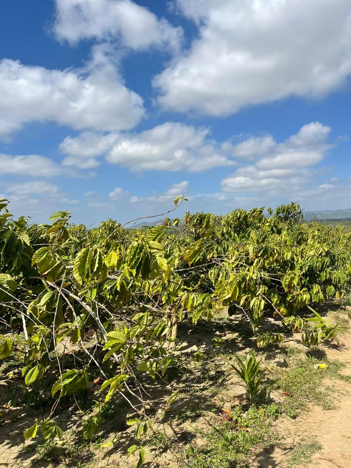 Bán đất rẫy Thôn 6, xã Dangkang 7200m² giá 1.47 tỷ - Sổ hồng chính chủ!