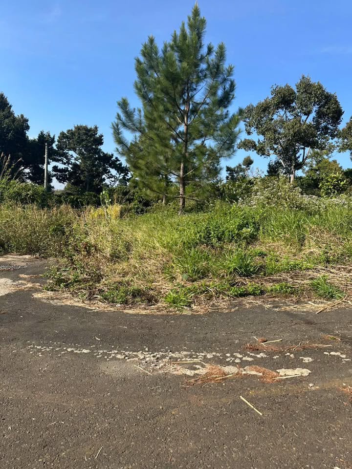 Đất nền hẻm Phùng Hưng, Bảo Lộc 220m² giá 1.99 tỷ - Đầu tư sinh lời lý tưởng!