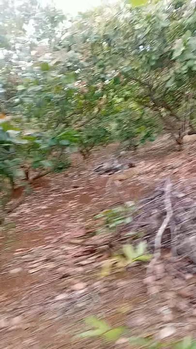 Đất nền 60.000m² tại xã Đak Nhau, huyện Bù Đăng - Cơ hội đầu tư tuyệt vời!