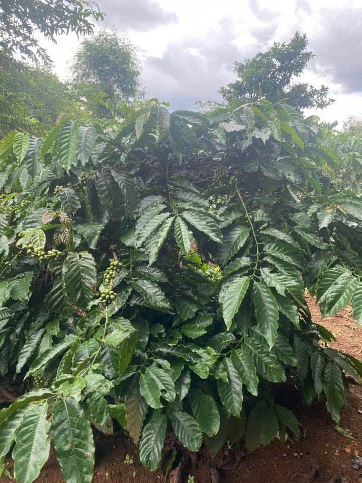 Đất Farm 37.000m² tại Tam Giang, Cà Mau - Giá 51,8 tỷ, đầu tư sinh lời cao!