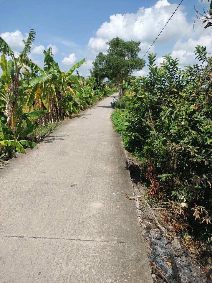 Đất thổ cư 1200m² tại xã Mỹ Thạnh, Thủ Thừa chỉ 1.2 tỷ - Đầu tư sinh lời cao!