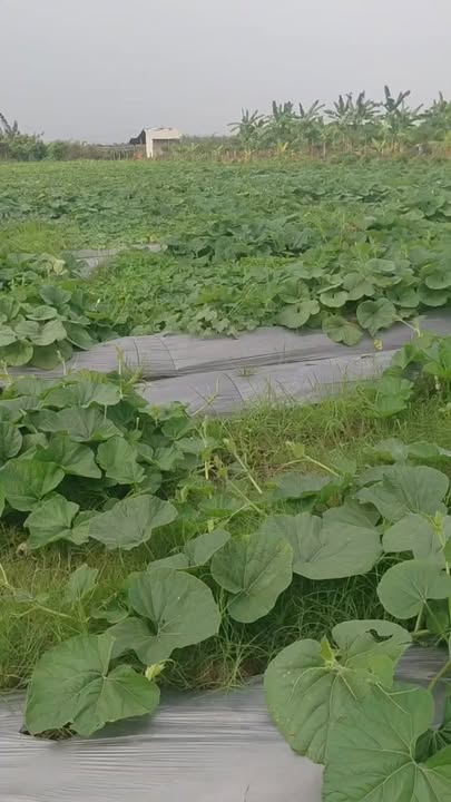 Đất nền 1200m² tại Ấp 8, Hiệp Thạnh, Châu Thành giá chỉ 850 triệu - Cơ hội đầu tư hấp dẫn!