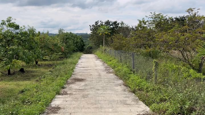 Đất Farm 3ha tại Đắk N'Drót, Đắk Mil - Giá chỉ 3.9 tỷ, 2 mặt đường bê tông!