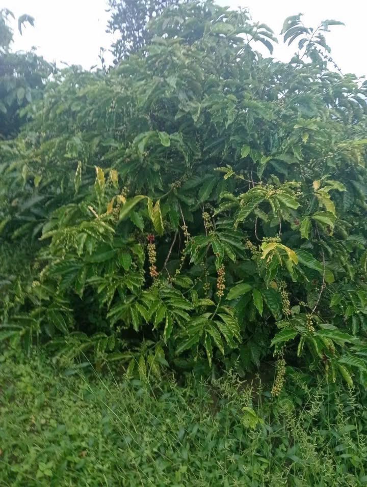 Đất nông nghiệp 2ha tại Ea H'leo, Đắk Lắk - Giá chỉ 24 tỷ, sổ hồng chính chủ!