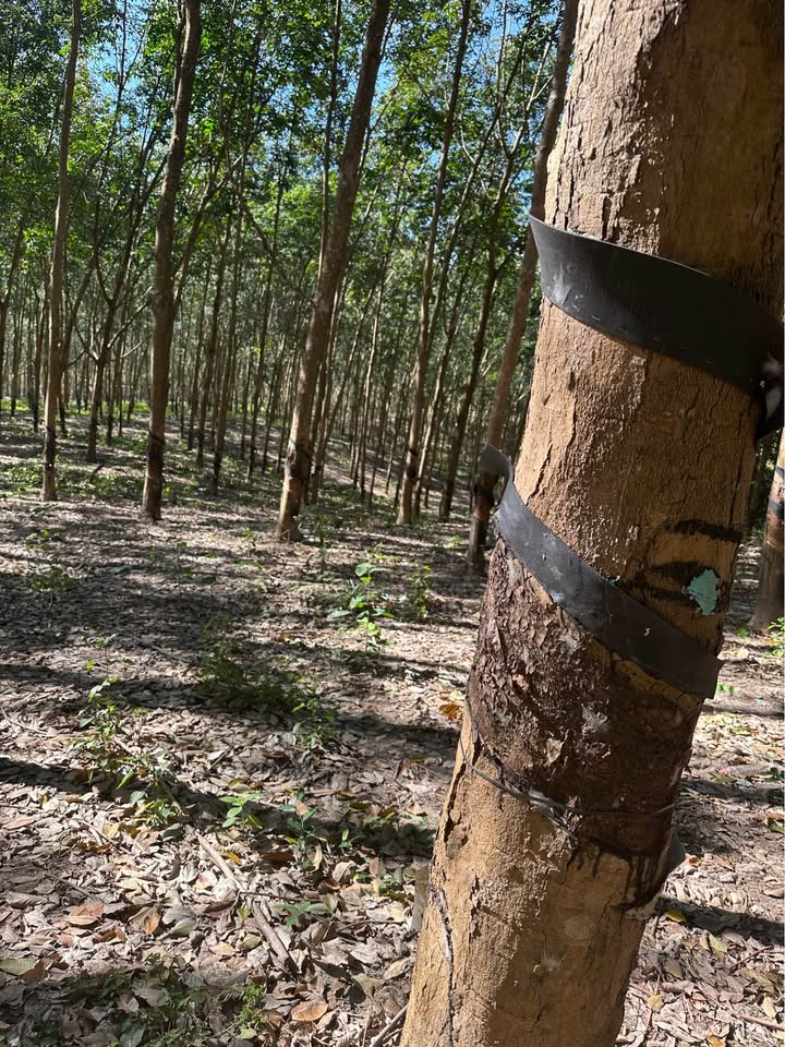 Đất farm 20ha tại xã Ea H'leo, Đắk Lắk - Đầu tư kinh doanh sinh lời!