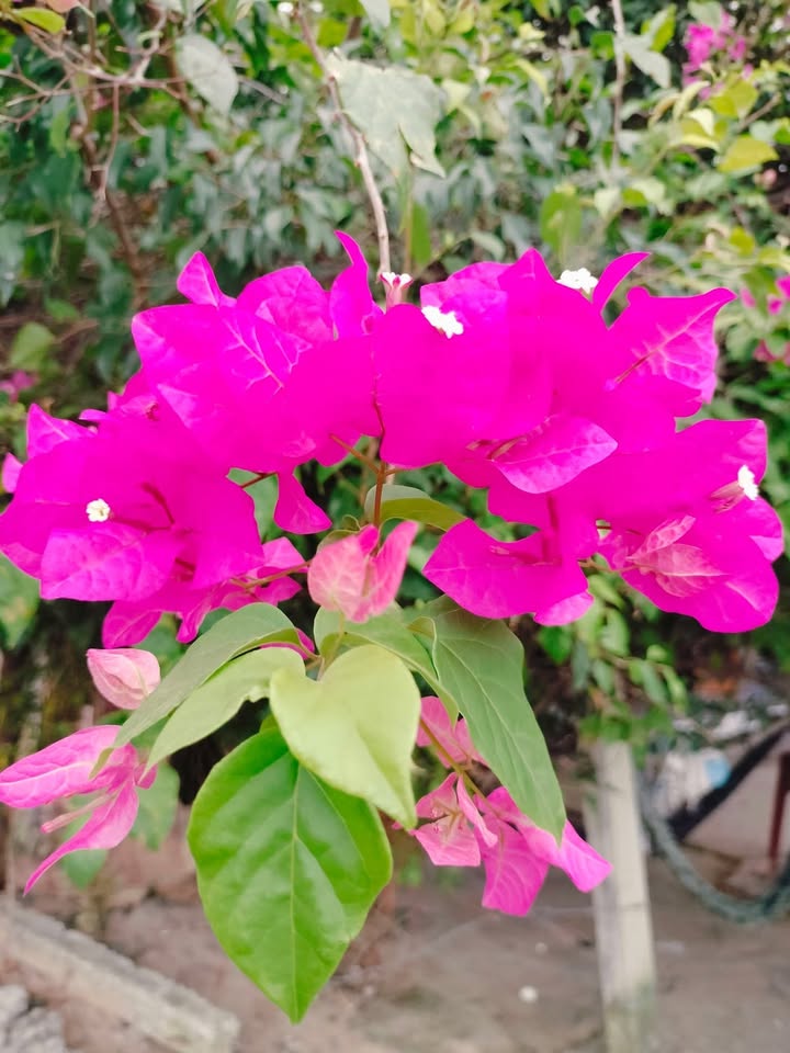 Đất thổ cư Cam Phúc Bắc gần đường Lê Duẩn 450m² giá 1 tỷ - Cơ hội đầu tư tuyệt vời!