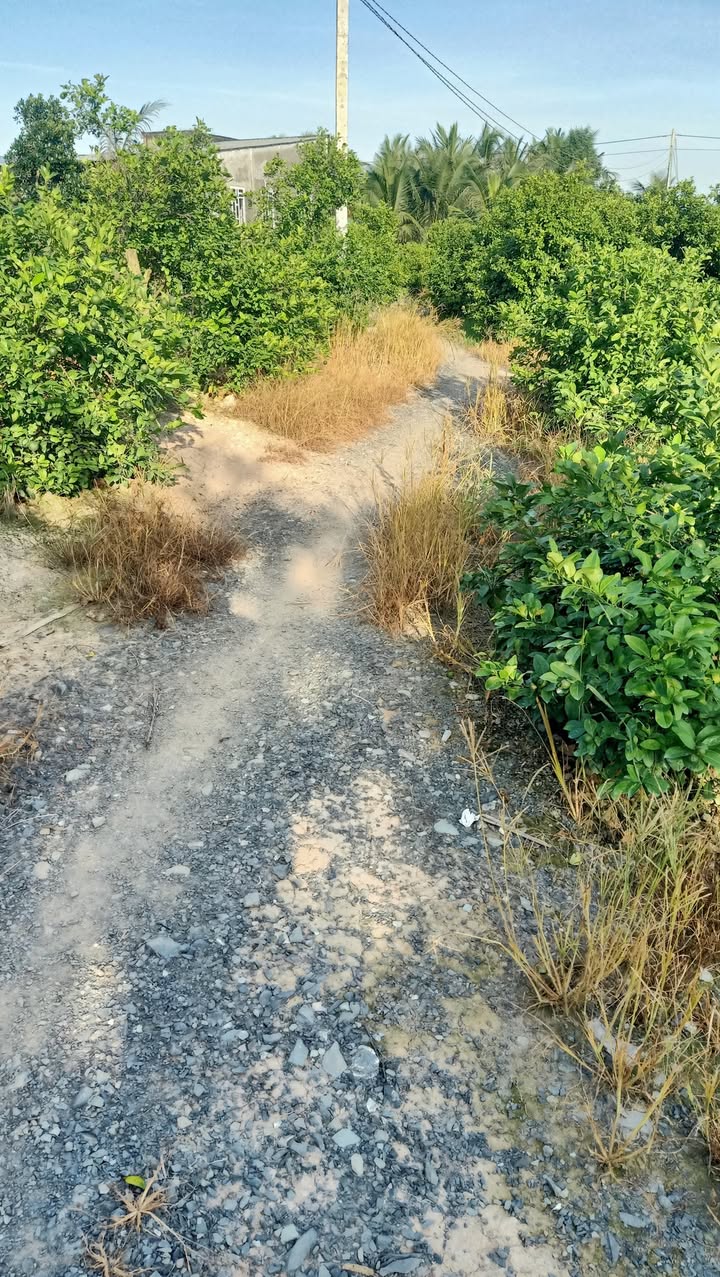 Đất vườn 10000m² tại xã Thanh Mỹ, Đồng Tháp - Giá chỉ 270 triệu, thương lượng tốt!