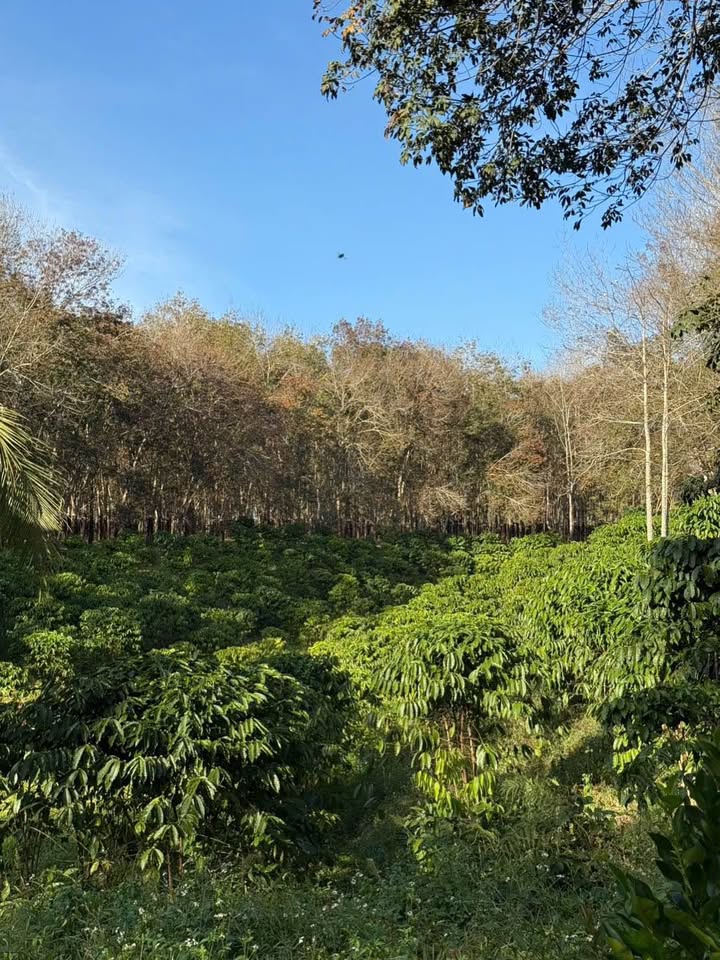 Farm 20,000m² tại Đông Hà, Quản Bạ, Hà Giang chỉ 12 tỷ - Sẵn sàng ở ngay!