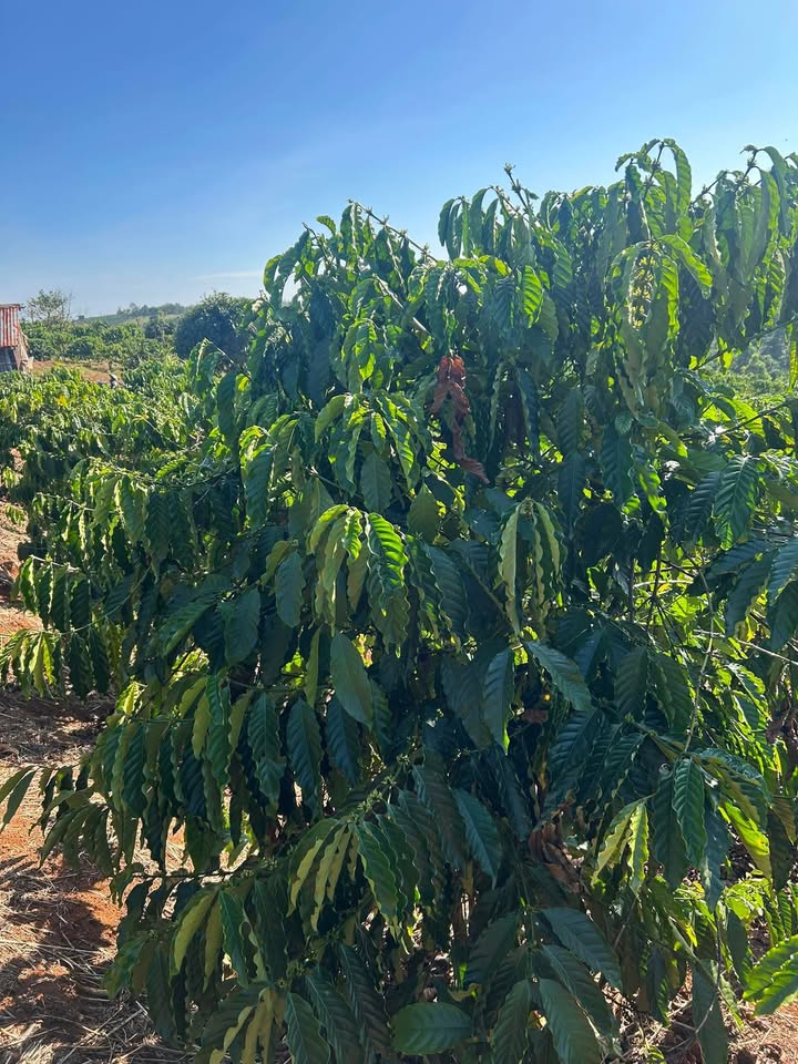 Đất nền 7360m² tại Trường Xuân, Đắk Song giá 900 triệu - Tiềm năng đầu tư cao!