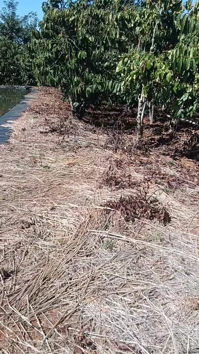 Đất farm 300000m² tại Quảng Khe, Đam Rông - Sổ đỏ chính chủ, giá thỏa thuận!