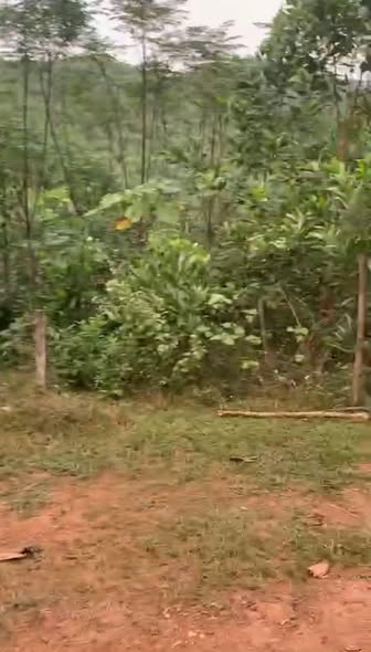 Đất RSX 20ha tại Văn Miếu, Thanh Sơn - Giá cả thỏa thuận hấp dẫn!