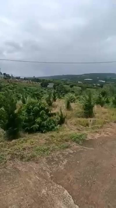 Đất nền xã Tân Hà 1000m² giá 1.3 tỷ - Tiềm năng tách lô sinh lời!