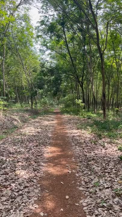 Đất nền Long Nguyên, Bàu Bàng 3600m² giá chỉ 2 tỷ - Cơ hội đầu tư sinh lời!