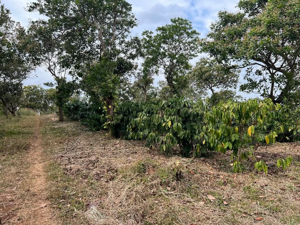 Đất nền thôn 4, xã Kiến Thành, 15.000m² giá 2.6 tỷ - Vị trí đẹp, dễ dàng di chuyển!