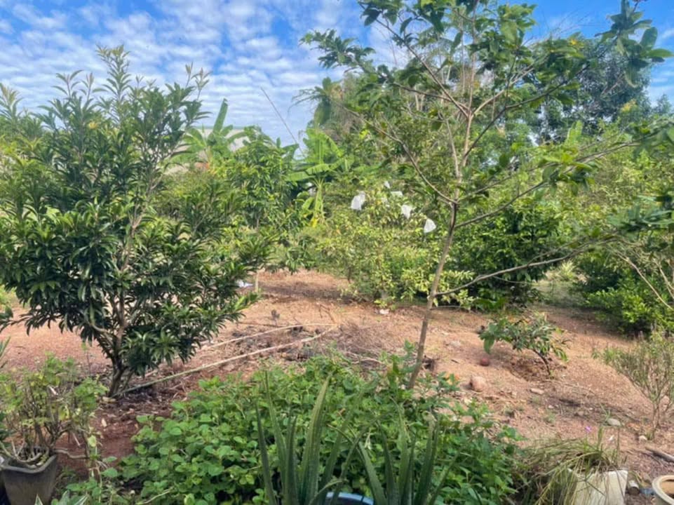 Farm 1 mẫu tại ấp 4 Vĩnh Tân 8 tỷ - Đầu tư nghỉ dưỡng lý tưởng!