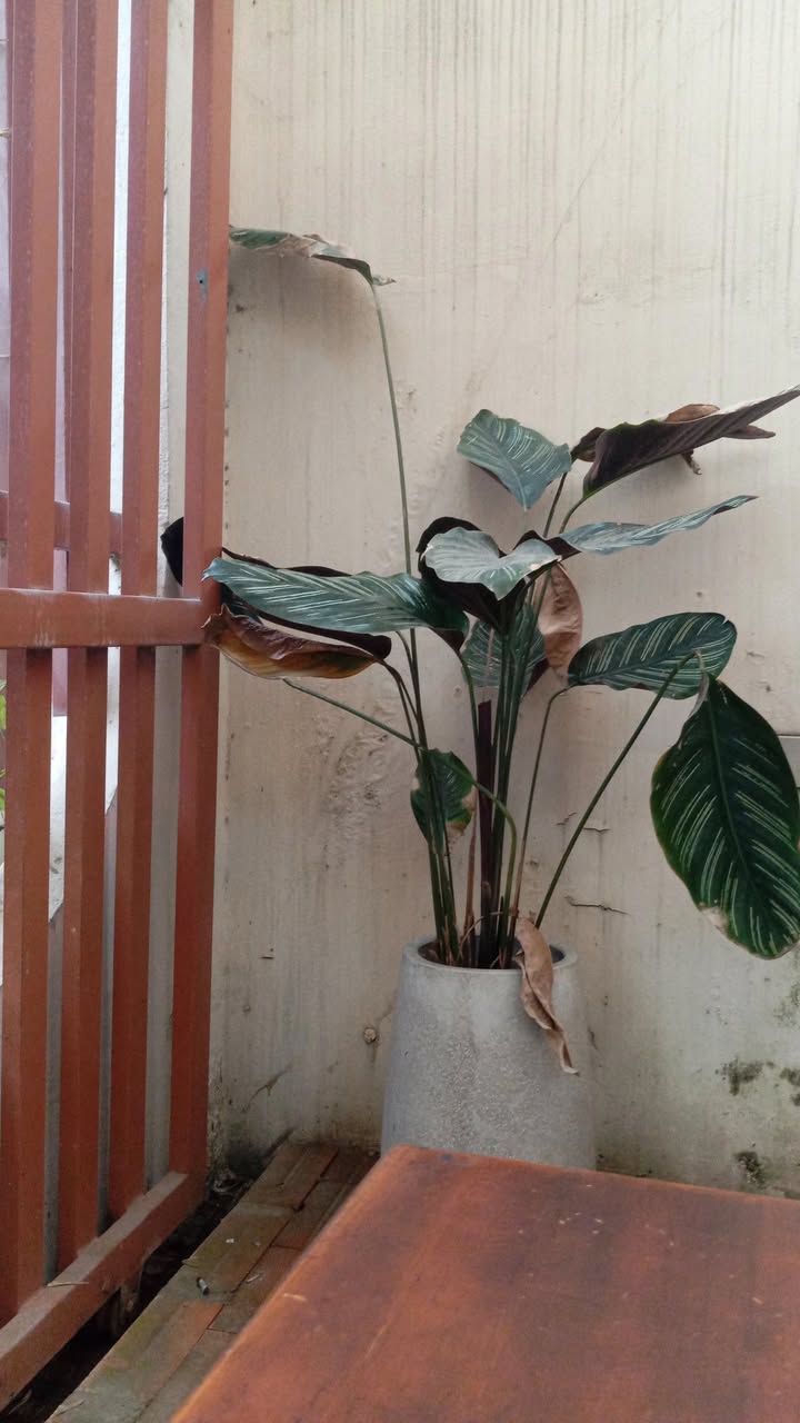 Lô đất đẹp 100m² tại Phường Nhơn Phú, Quy Nhơn - Giá chỉ 1.9 tỷ!