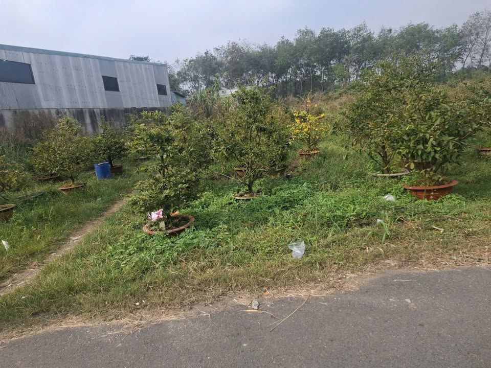 Đất nền Phường Thới Hòa, Bến Cát 300m² giá 2.4 tỷ - Đầu tư sinh lời ngay!