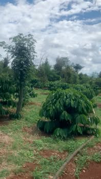 Đất dự án 10.360m² tại Xã Ea Na, Huyện Krông A Na, Đắk Lắk - Sổ đỏ chính chủ, giá chỉ 4 tỷ!