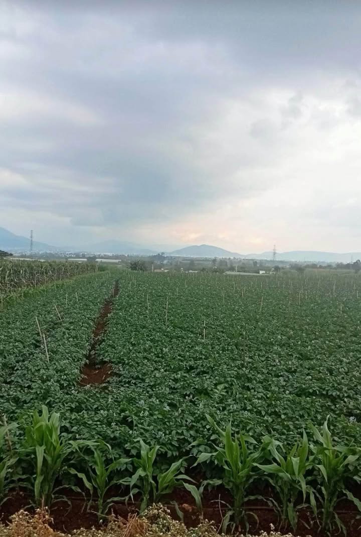 Đất nông nghiệp 7200m² xã Đức Trọng - Cơ hội đầu tư không thể bỏ lỡ!