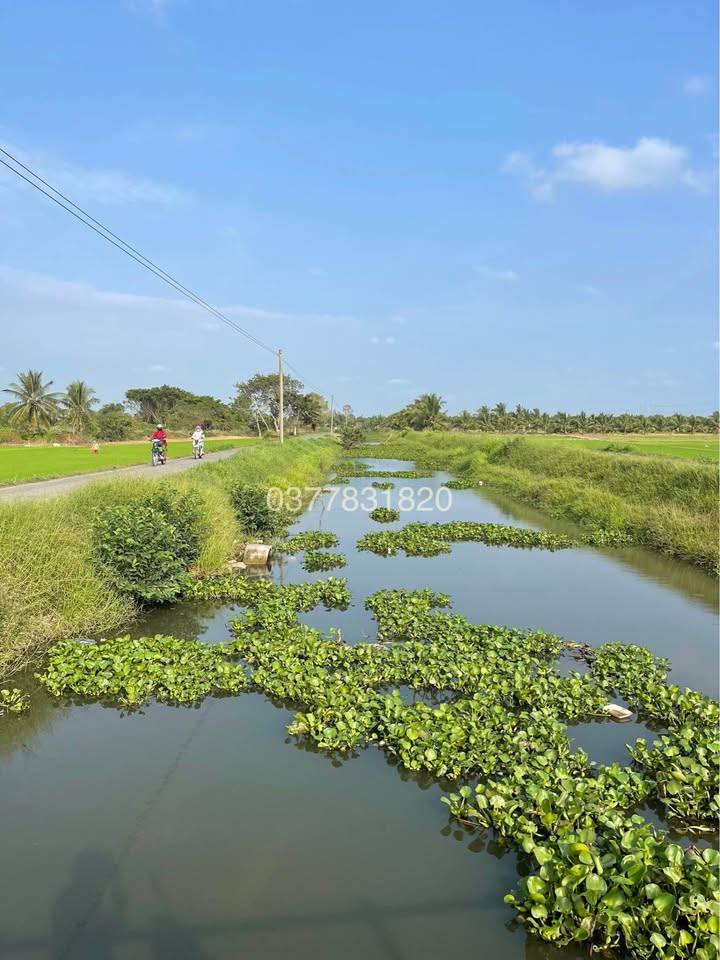 Đất Farm 1595m² mặt tiền bờ kênh Lương Hoà A giá 500 triệu - Cơ hội đầu tư hấp dẫn!