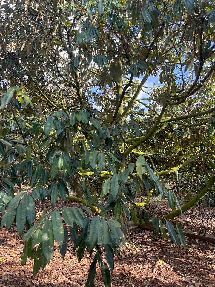Farm 4.300m² tại Phú Lộc, Krông Năng - Chính chủ bán gấp!