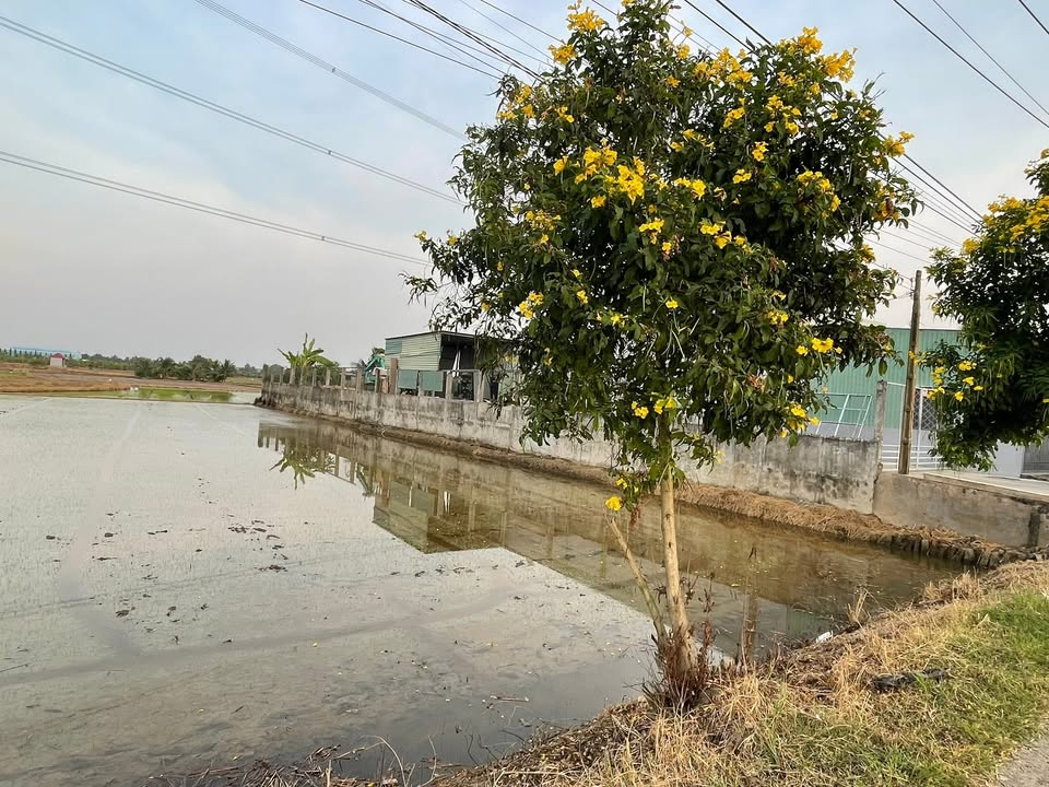 Đất nền chính chủ Huyện Đức Hòa 600m² giá 4.6 tỷ - Sổ hồng riêng, xây dựng tự do!