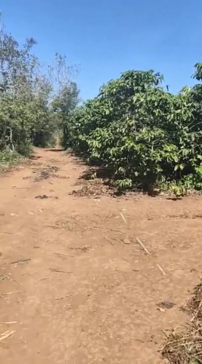 Đất nông nghiệp 10ha tại Đắk Lắk giá 25.5 tỷ - Cơ hội đầu tư hấp dẫn!