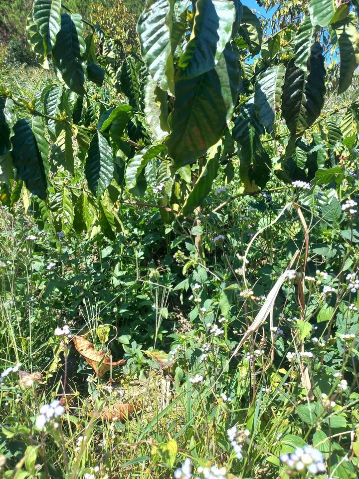 Đất nền 8 sào tại Phi Liêng, Đam Rông, Lâm Đồng giá chỉ 900 triệu - Sổ đỏ chính chủ!