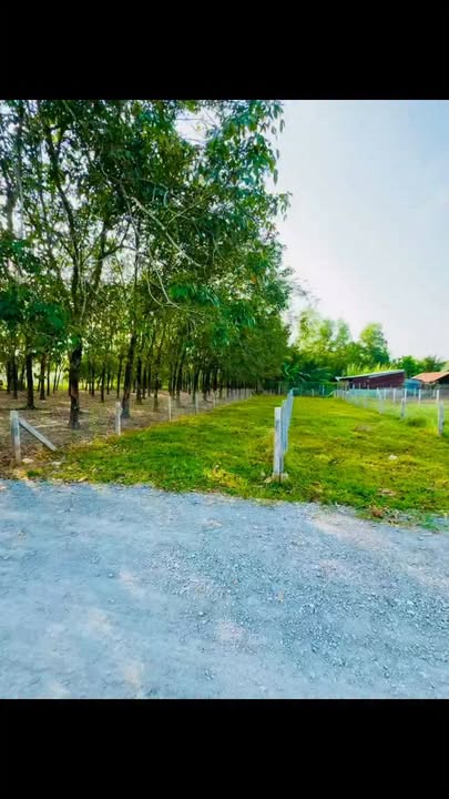 Đất thổ cư 150m² tại Ấp Gò Nổi, Tây Ninh giá chỉ 320 triệu - Cơ hội đầu tư tuyệt vời!