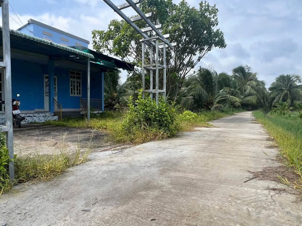 Nhà vườn Phú Tân Bến Tre 1462m² giá 1.6 tỷ - Đất trồng dừa xanh sai quả!