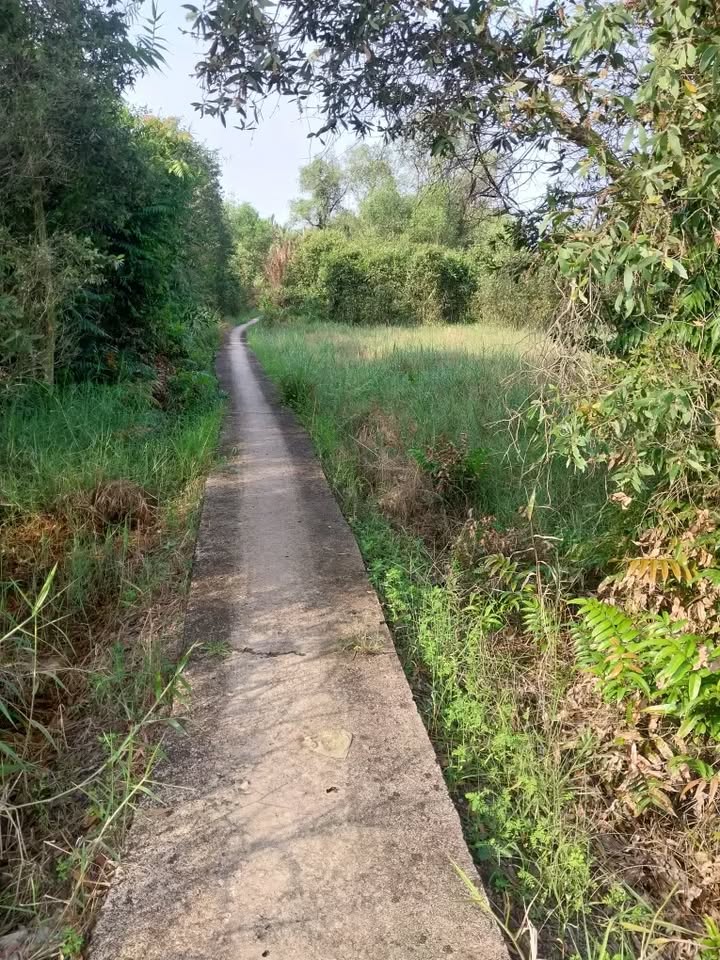 Đất nông nghiệp 906m² tại xã Tân Trạch, Cần Đước - Giá chỉ 500 triệu, sổ hồng riêng!