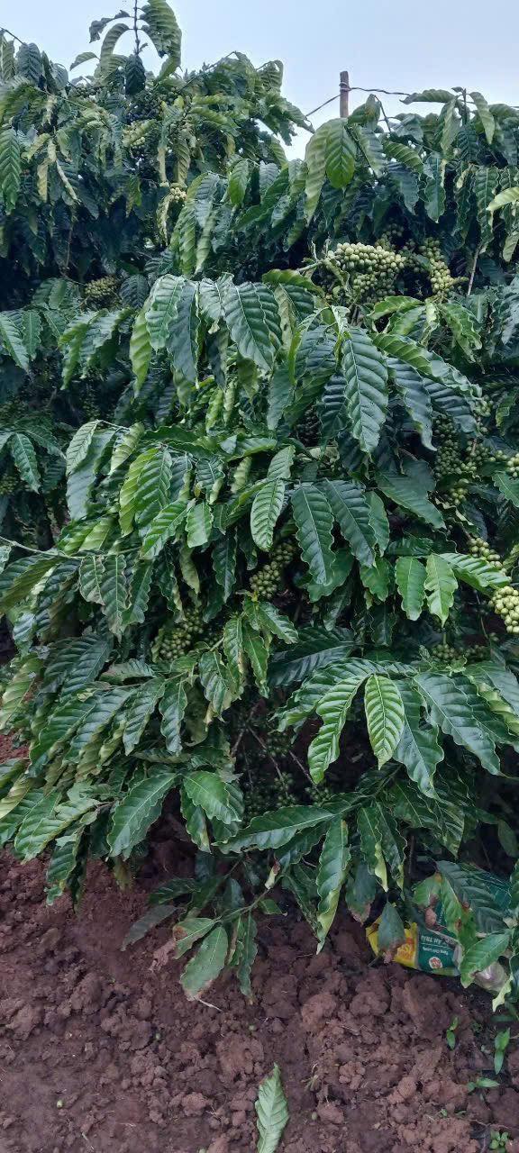 Đất nền Phúc Tân, Tân Hà 5400m² giá 3.1 tỷ - Đầu tư sinh lời hấp dẫn!