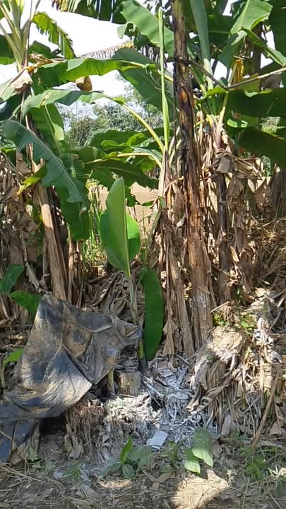 Đất nền Duy Tân, Duy Xuyên 205m² giá 400 triệu - Sổ hồng trao tay, thổ cư 100%!