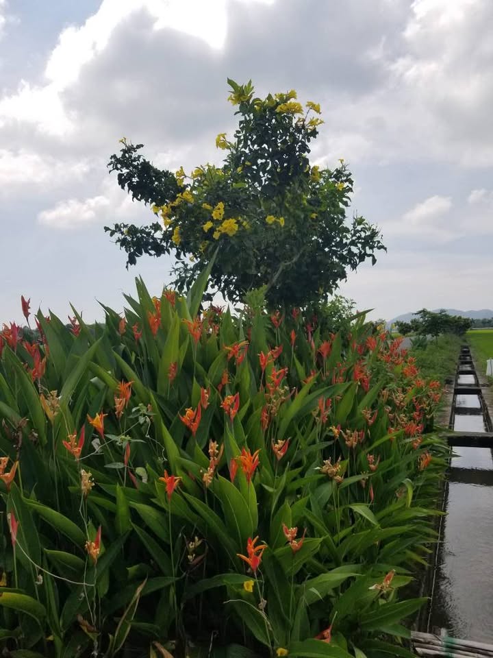 Lô đất mặt tiền hẻm 22 Chi Lăng, Vũng Tàu 119m² giá 560 triệu - Đầu tư sinh lời cao!