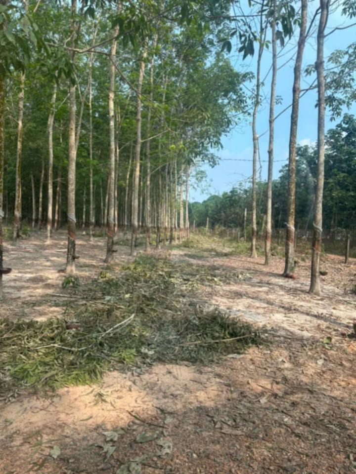 Đất nền 12400m² tại Xã Minh Thạnh, Huyện Dầu Tiếng - Mặt tiền đường Sỏi Đỏ, giá thỏa thuận!