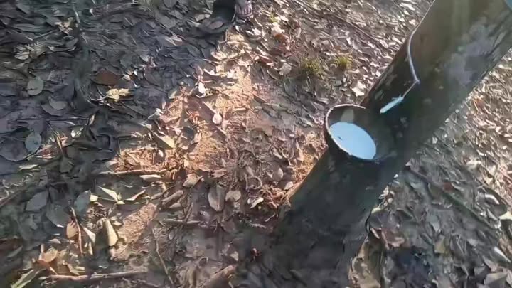 Đất nông nghiệp 5,1ha tại xã Gia Huynh, huyện Tánh Linh - Giá 42,5 tỷ, sổ đỏ chính chủ!