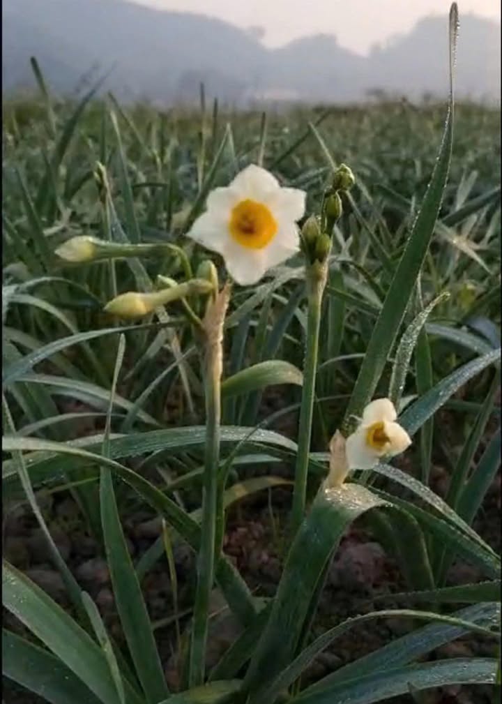 Nhà cấp 4 Khu 3 Đại Phúc 72.8m² giá 4 tỷ - Ô tô đỗ cửa, 2 mặt tiền