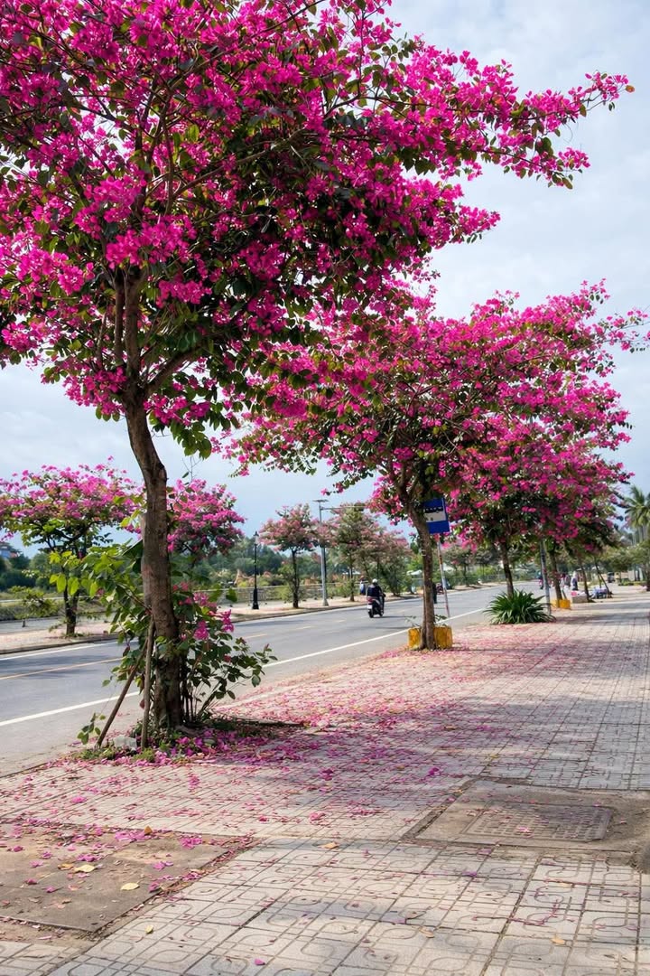 Đất nền Lê Đại Hành, Cẩm Lệ 170m² giá 3.35 tỷ - Sổ hồng chính chủ!