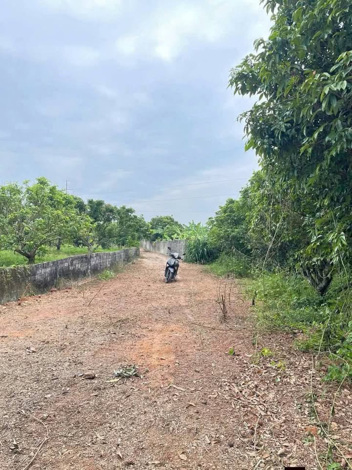 Đất vườn Phường Chũ, Bắc Ninh 1063m² giá 8xx triệu - Đằng sau bám suối