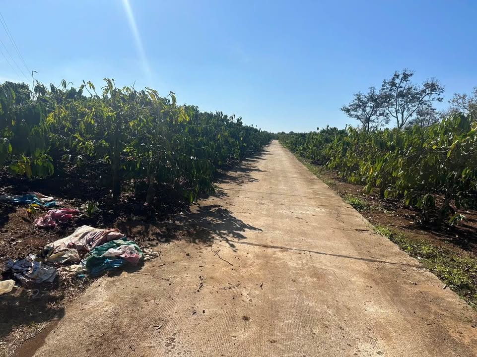 Đất nền Biển Hồ 1080m² giá 2.493 tỷ - Cơ hội đầu tư lý tưởng!