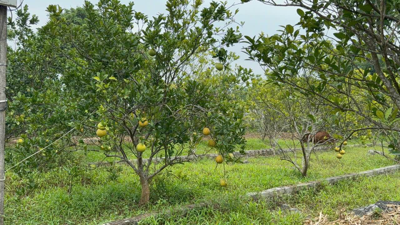 Đất nền Yên Trị, Yên Thủy, Hòa Bình 223m² giá 400 triệu - Đầu tư sinh lời ngay!