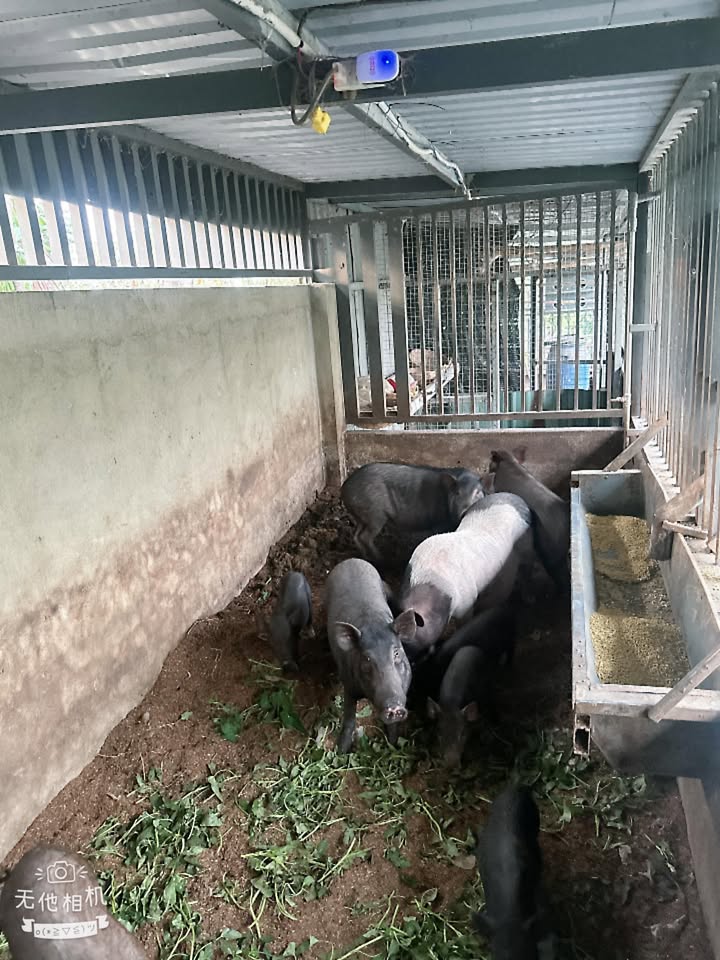 Đất thổ cư 30m² tại Đông Thạnh, Hóc Môn - Bán gấp chỉ 500 triệu!